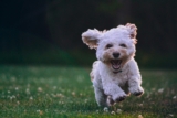 Zukimaki’s Favorite Picks: A Pawesome Guide to Pet Products