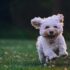 Zukimaki’s Favorite Picks: A Pawesome Guide to Pet Products