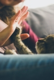 Zukimaki’s Pawsitive Picks: A Dog’s Guide to Must-Have Pet Products